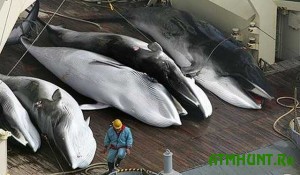 fin-whale-Michinoku-Farm-killers