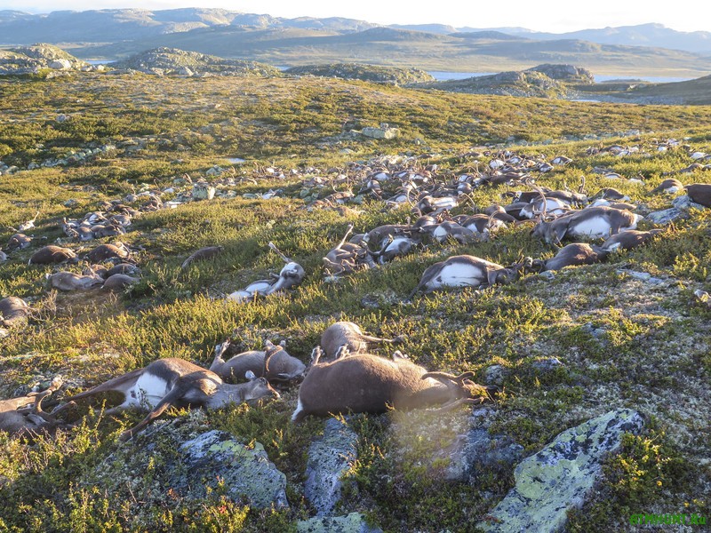 epa05513485 A handout picture provided by the Norwegian Environment Agency (Miljodirektoratet) shows more than 300 wild reindeer which were found dead on Hardangervidda, Norway, 28 August 2016. The animals apparently died after lightning struck the central mountain plateau.  EPA/HAVARD KJOTVEDT/SNO/MILJODIREKTORATET NORWAY OUT. MANDATORY CREDIT: EPA/HAVARD KJOTVEDT/SNO/MILJODIREKTORATET HANDOUT EDITORIAL USE ONLY/NO SALES